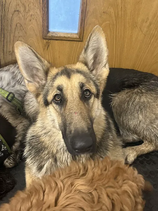 Newcastle K9 Raw Dog Food Picture 2