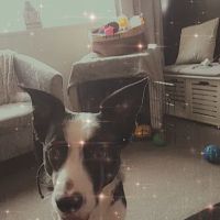 Mile House Veterinary Centre ico