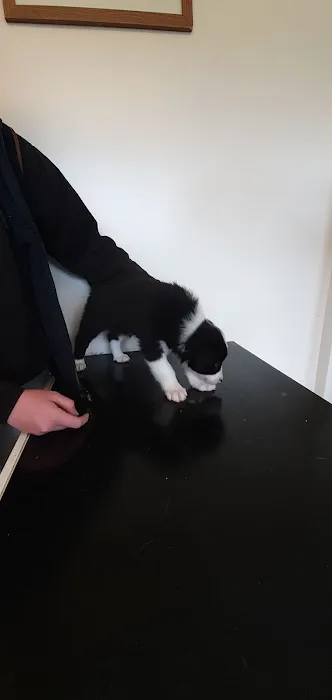 Mile House Veterinary Centre Picture 5