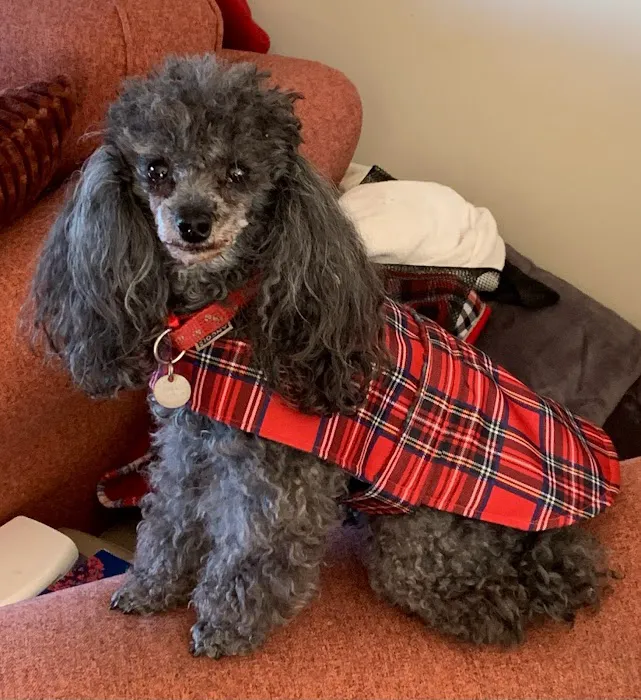 Jalia Designs Pet Boutique Picture 5