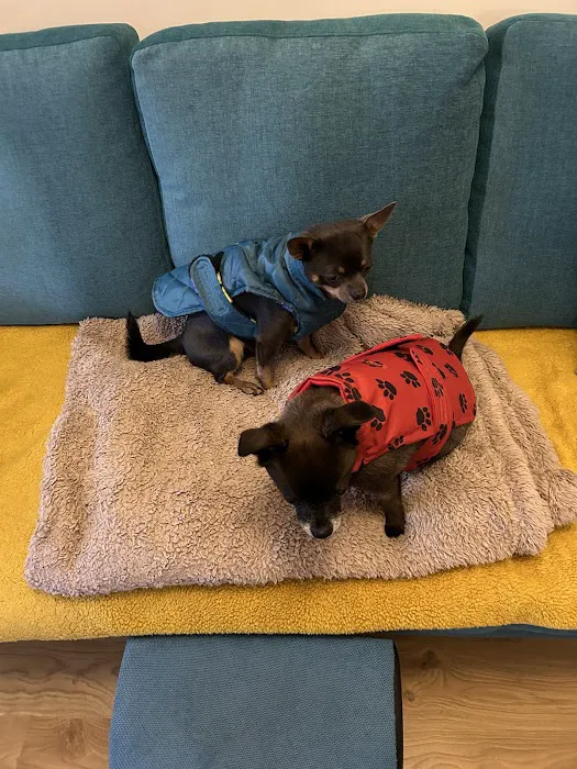 Jalia Designs Pet Boutique Picture 9