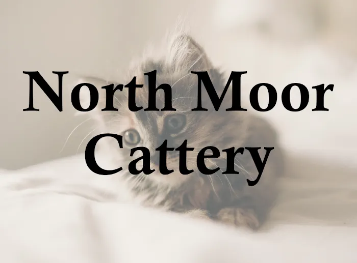 North Moor Cattery Picture 2