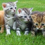 North Moor Cattery