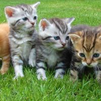 North Moor Cattery ico