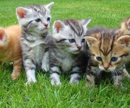 North Moor Cattery