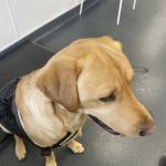 Westway Veterinary Group, Leam Lane