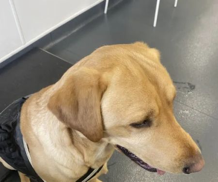 Westway Veterinary Group, Leam Lane