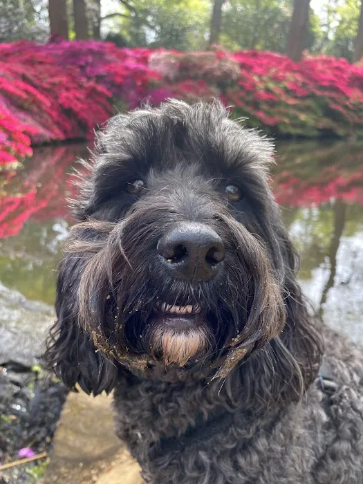 Gone Barking Picture 7