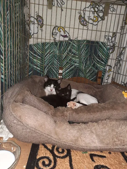 Medivet Low Fell Picture 9