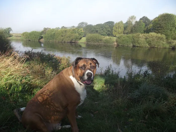 Medivet Low Fell Picture 1