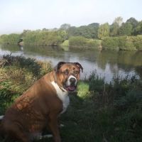 Medivet Low Fell ico