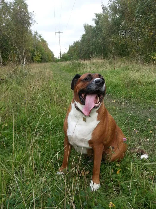 Medivet Low Fell Picture 7