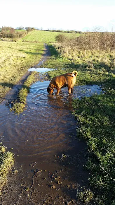 Medivet Low Fell Picture 4