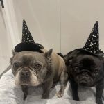 Gateshead PDSA Pet Hospital