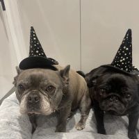 Gateshead PDSA Pet Hospital ico