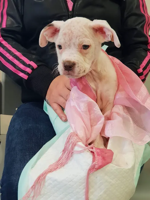 Gateshead PDSA Pet Hospital Picture 9