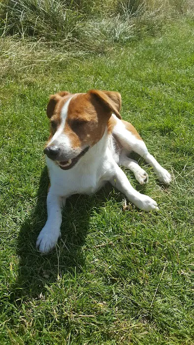 Gateshead PDSA Pet Hospital Picture 6