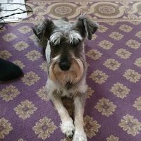 Bridge Veterinary Group - Billingham ico