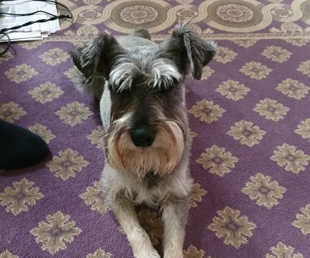 Bridge Veterinary Group - Billingham
