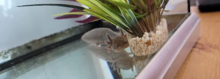 Heather's Place4Pets Picture 5