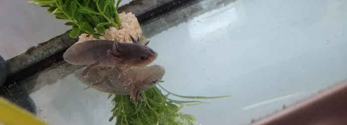 Heather's Place4Pets Picture 3