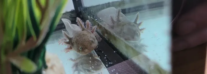 Heather's Place4Pets Picture 2