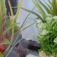 Heather's Place4Pets ico