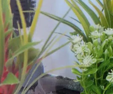 Heather's Place4Pets