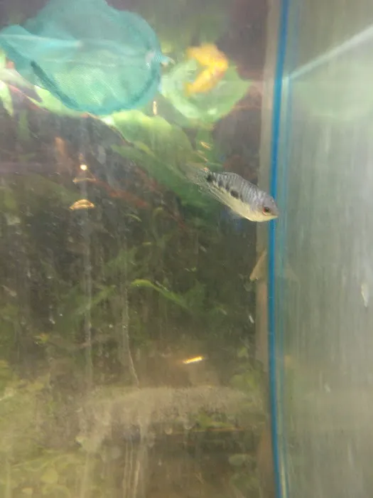 Heather's Place4Pets Picture 7