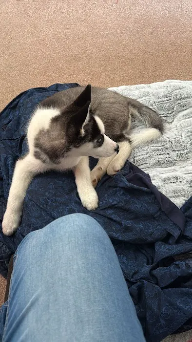 Heather's Place4Pets Picture 10