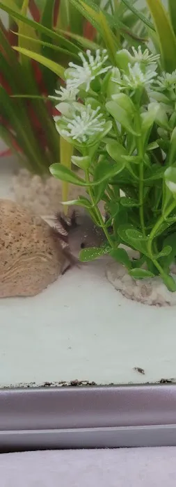 Heather's Place4Pets Picture 4