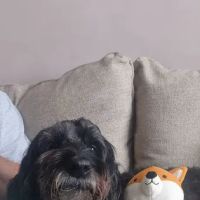 Clifton Lodge Veterinary Group, Billingham ico