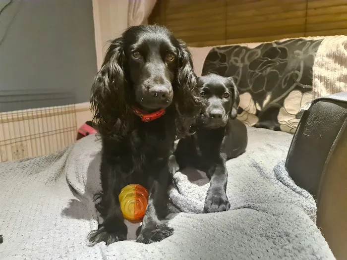 Middlesbrough PDSA Pet Hospital Picture 10