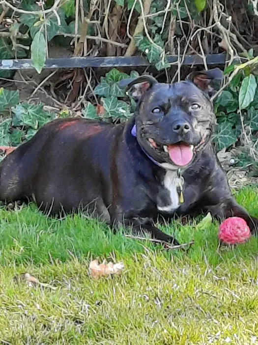 Middlesbrough PDSA Pet Hospital Picture 7