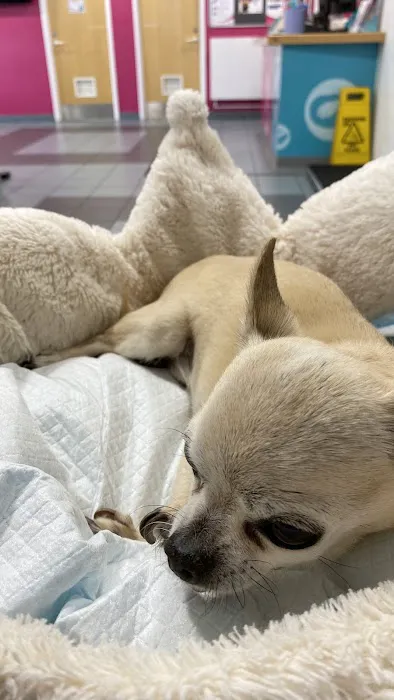 Middlesbrough PDSA Pet Hospital Picture 5