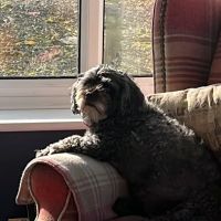 Middlesbrough PDSA Pet Hospital ico