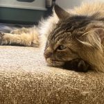Bridge Veterinary Hospital - Middlesbrough