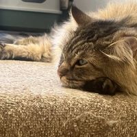 Bridge Veterinary Hospital - Middlesbrough ico