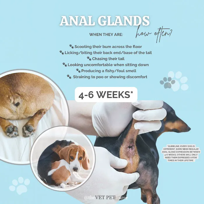 The Vet Pet Nurse Picture 2