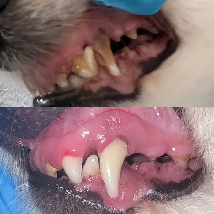 The Vet Pet Nurse Picture 5
