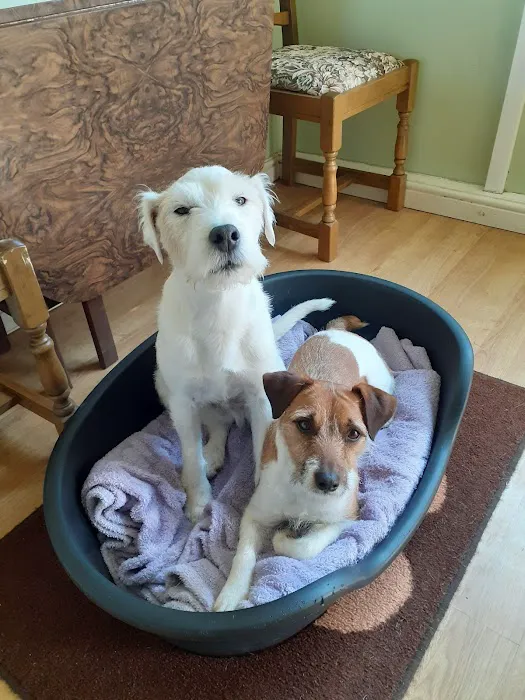 Pets at Home Catterick Picture 9