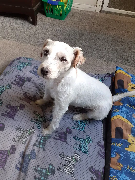 Pets at Home Catterick Picture 8