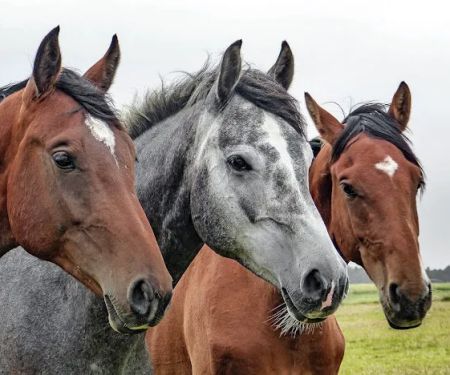 Winston & Porter Premium Quality Dog & Horse Supplements & Country Store