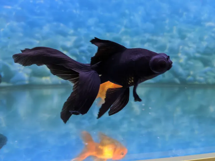 Pets at Home Northallerton Picture 4