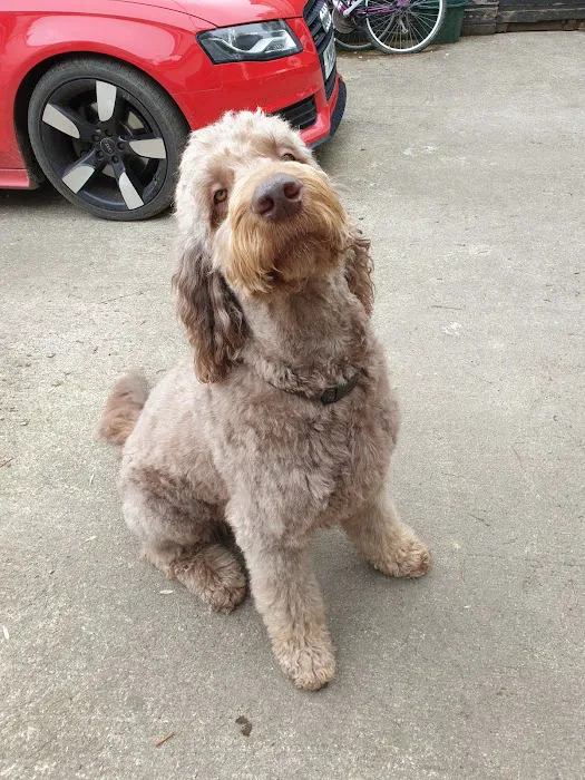 Pets at Home Northallerton Picture 6
