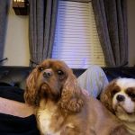 Bishopton Veterinary Group Northallerton