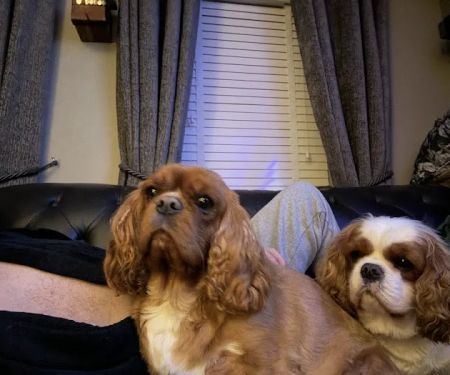 Bishopton Veterinary Group Northallerton