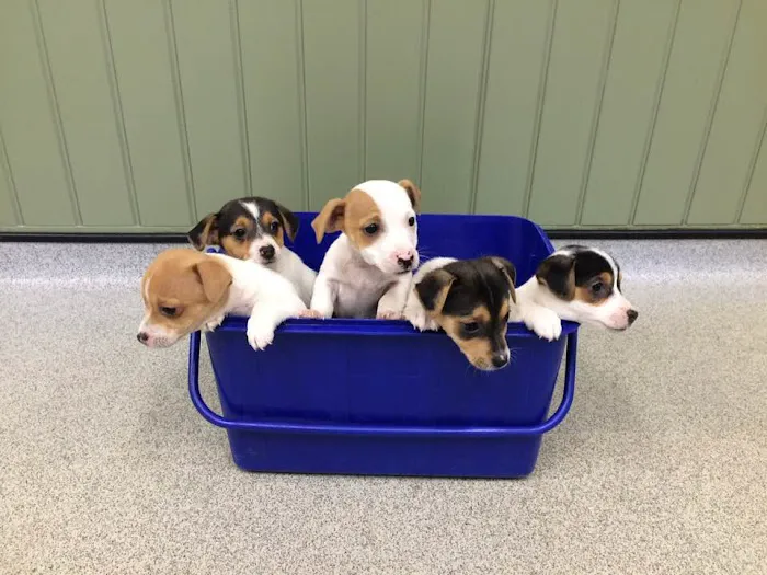 Bishopton Veterinary Group Northallerton Picture 6