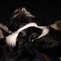 Vets4Pets - Northallerton ico