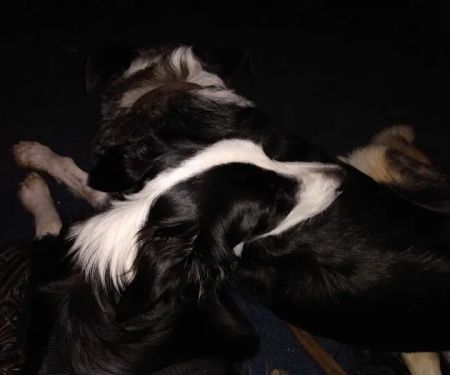 Vets4Pets - Northallerton